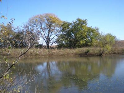 Pond Renovation Part 2: Removing Trees and Drain Image